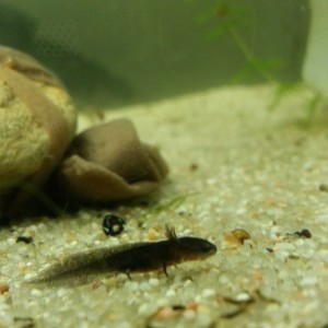 Cynops ensicauda popei