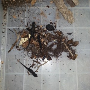 Cynops ensicauda popei