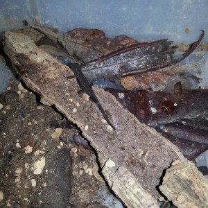 Cynops ensicauda popei