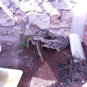 Tiliqua  'Irian Jaya'