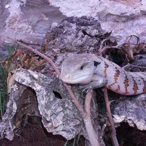 Tiliqua  'Irian Jaya'