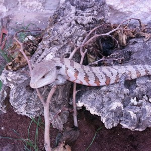 Tiliqua  'Irian Jaya'