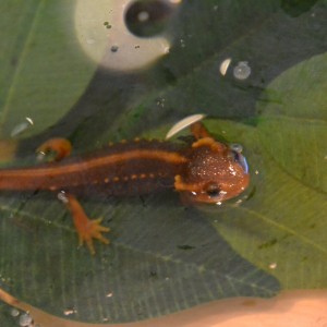 653 Empezando fas terrestre