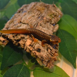 659 Pasando a fase terrestre