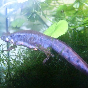 Cynops pyrrhogaster