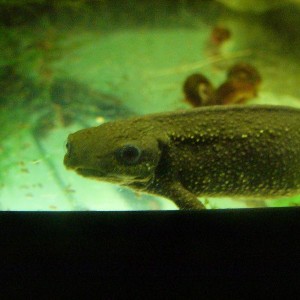Cynops pyrrhogaster