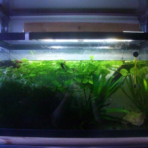 Acuario de Cynops pyrrhogaster