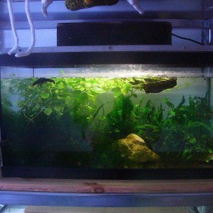 Acuario de H.orientalis