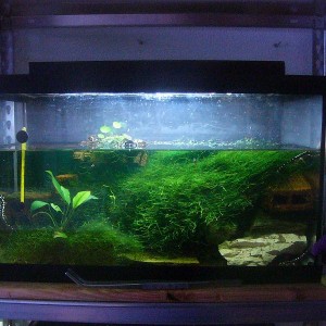 Acuario de N.kaiseri