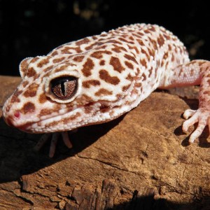 1234193 1396386097256248 1812055157 n