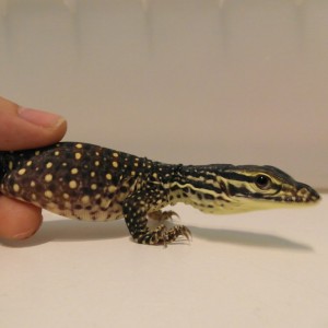 varanus panoptes horni 9