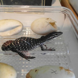 varanus panoptes horni 5