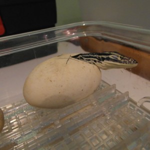 varanus panoptes horni 2