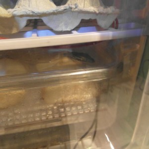 varanus panoptes horni 1