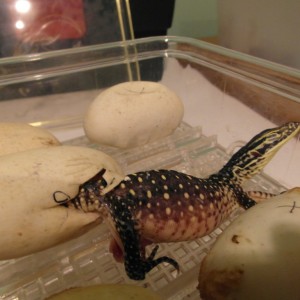 varanus panoptes horni 4