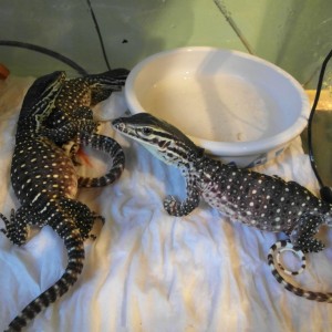 varanus panoptes horni 8