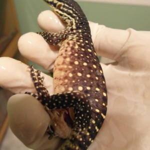 varanus panoptes horni 7