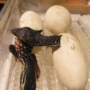 varanus panoptes horni 3