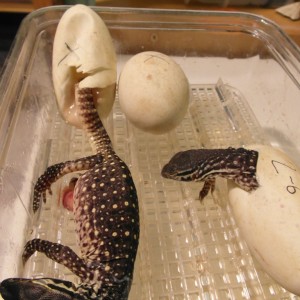 varanus panoptes horni 6