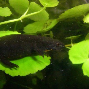 Hypselotriton orientalis