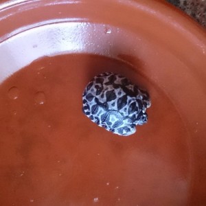 Radiata recién nacida