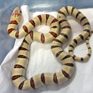 L.m.thayeri amarilla