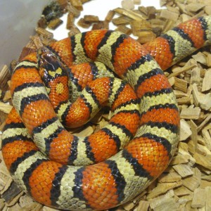 L.m.thayeri milksnake