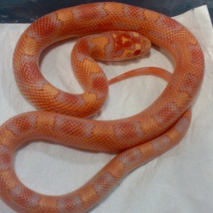 Albino Supercornduran