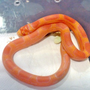 Albino Supercornduran