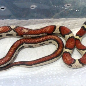 Semistriped Supercornduran