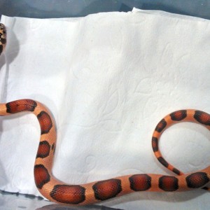 Orange Supercornduran