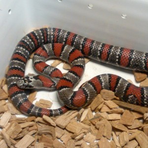 0.1 Lampropeltis mexicana thayeri