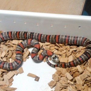 1.0 Lampropeltis mexicana thayeri