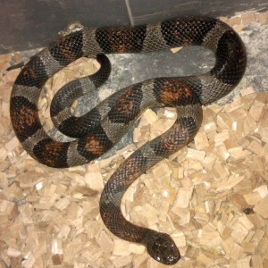 L.alterna blair melanistica