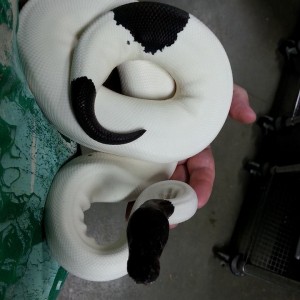 Panda Pied