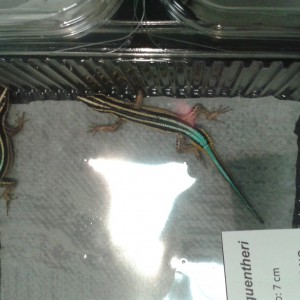 Identificación saurios