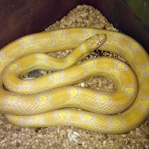 Jungle corn Pantherophis guttatus guttatus x Lampropeltis getula californiae motley albino
