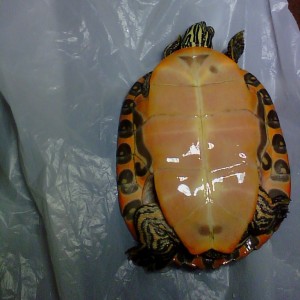 Dudas sobre tortuga aquatica.