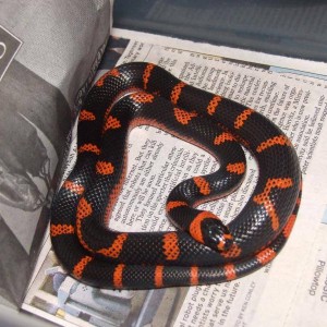 Reverse patterned Hondurensis