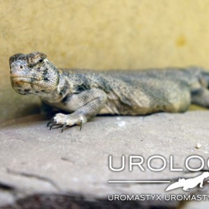 Thomasi hembra recuperada 01