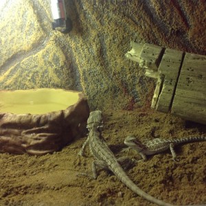 Me gustaría que me dierais vuestra opinión sobre mi terrario y mis pogonas