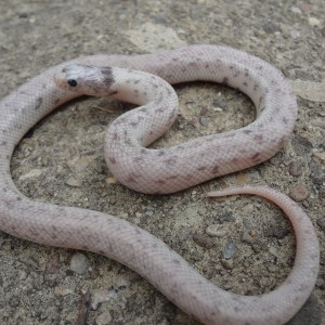 Lampropeltis getula californiae ghost light