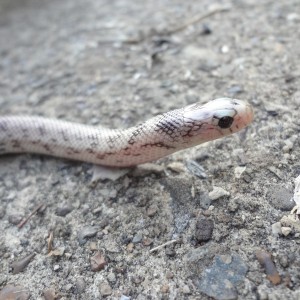 Lampropeltis getula californiae ghost light