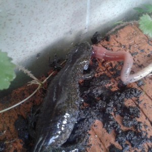 Hynobius dunni hembra