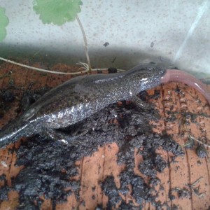 Hynobius dunni hembra