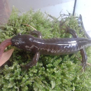 Hynobius dunni macho