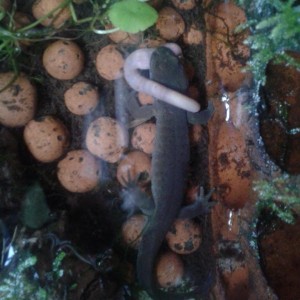 Hynobius dunni macho