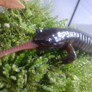 Hynobius dunni macho