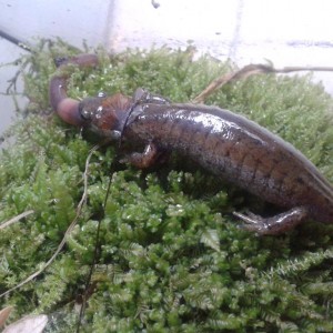 Hynobius dunni hembra