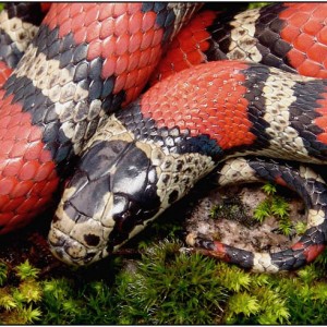 Lampropeltis webbi 2